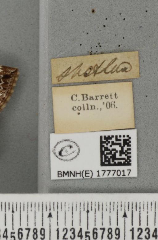 Dysstroma citrata pythonissata (Milliere, 1870) - BMNHE_1777017_label_351769