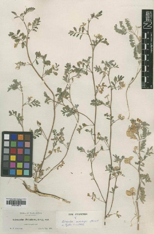 Astragalus pulsiferae var. suksdorfii (Howell) Barneby - BM001042712