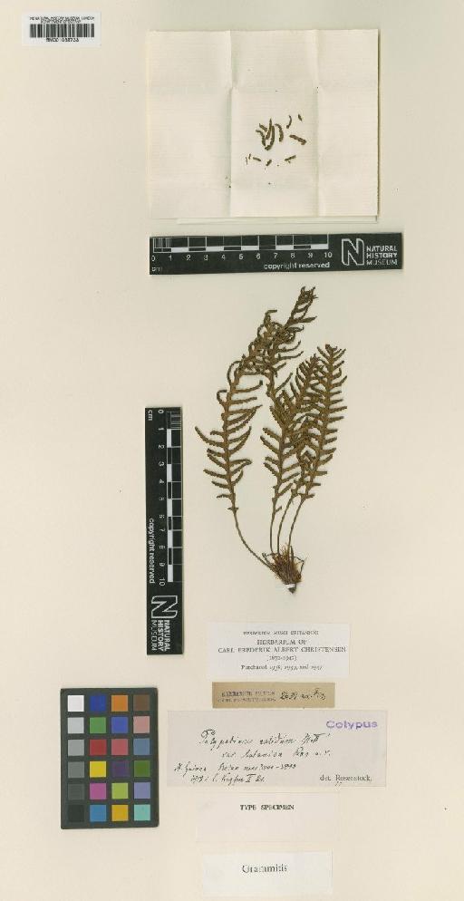 Oxygrammitis undosa (Baker) Parris & Sundue - BM001039733