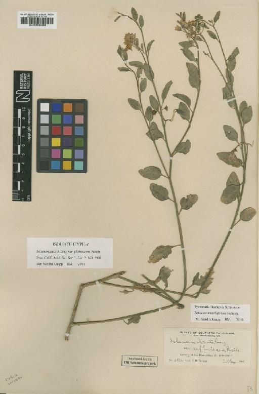 Solanum umbelliferum Eschsch. - BM000934849