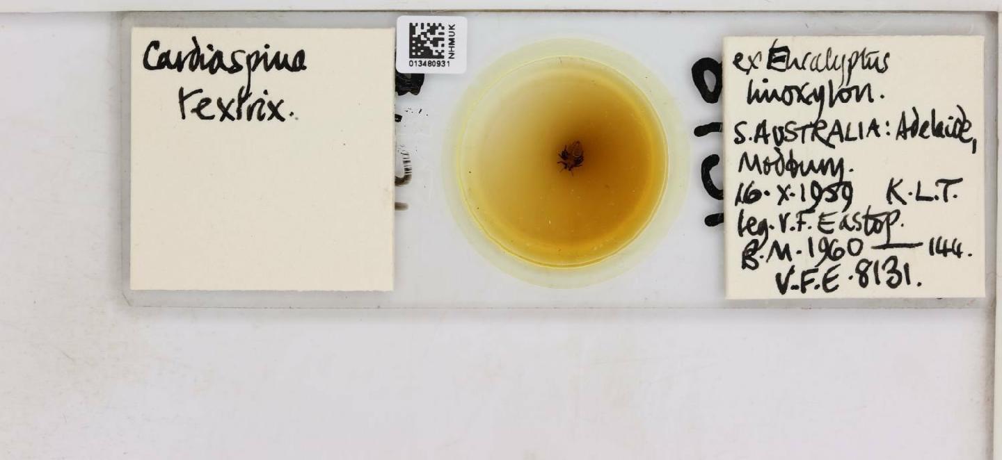 Cardiaspina thumbnail