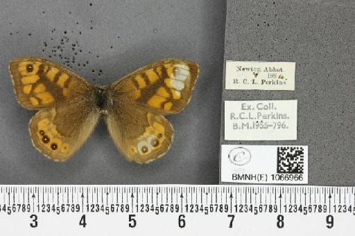 Lasiommata megera (Linnaeus, 1767) - BMNHE_1066966_29996