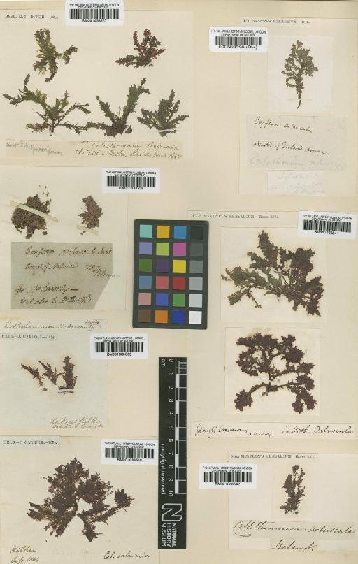 Aglaothamnion sepositum (Gunnerus) Maggs & Hommers. - BM001038538