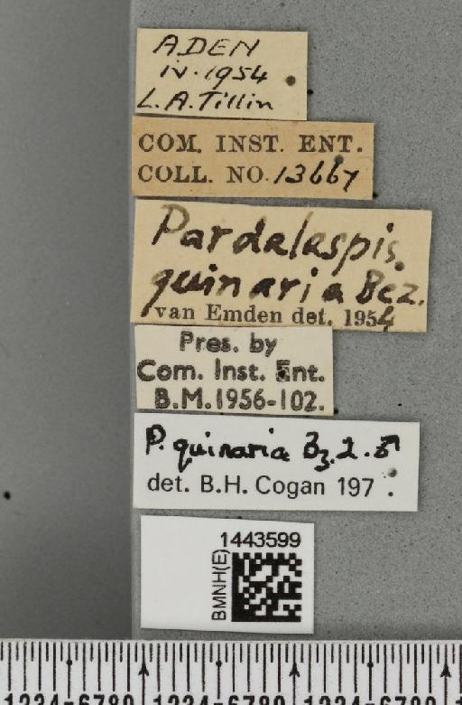 Ceratitis (Ceratalaspis) quinaria (Bezzi, 1918) - BMNHE_1443599_label_43740