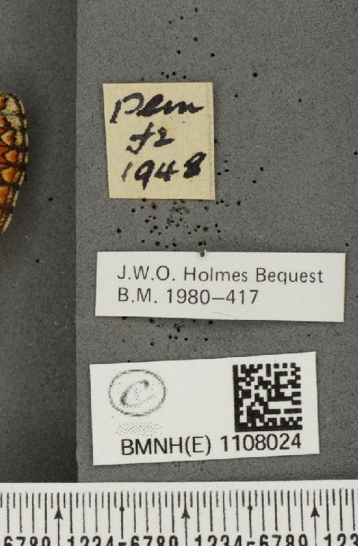 Euphydryas aurinia (Rottemburg, 1775) - BMNHE_1108024_label_22344