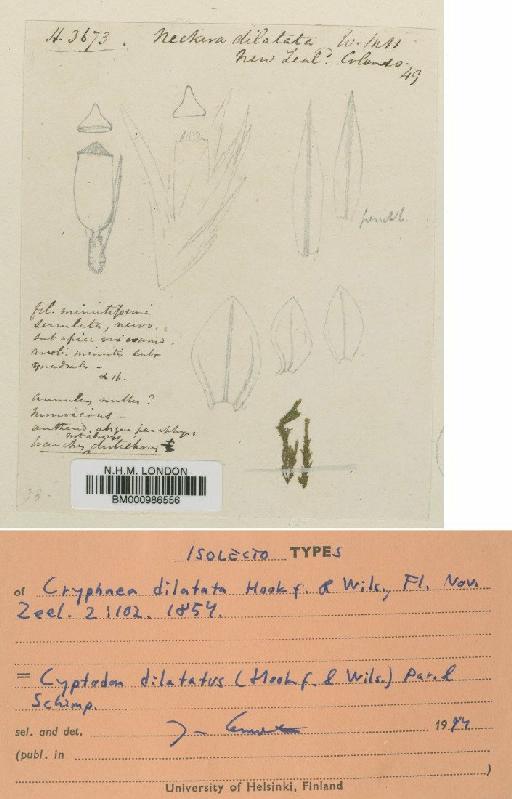 Cyptodon dilatatus (Hook.f. & Wilson) Paris & Schimp. - BM000986556