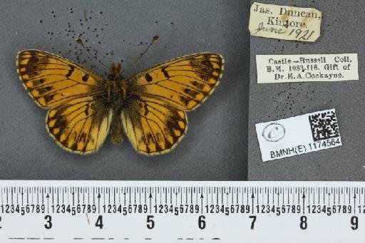 Boloria selene selene ab. medionigrans Cabeau, 1930 - BMNHE_1174564_29984