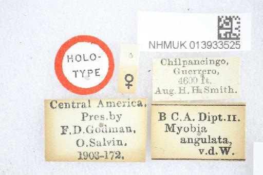 Icelia angulata (van der Wulp, 1890) - Icelia angulata HT labels