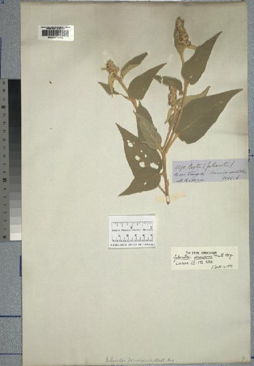 Croton flavispicatus Rusby - Spruce - BM000777935