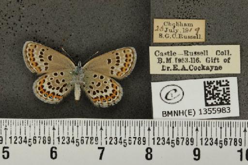 Plebejus argus argus ab. basijuncta Tutt, 1909 - BMNHE_1355983_153609