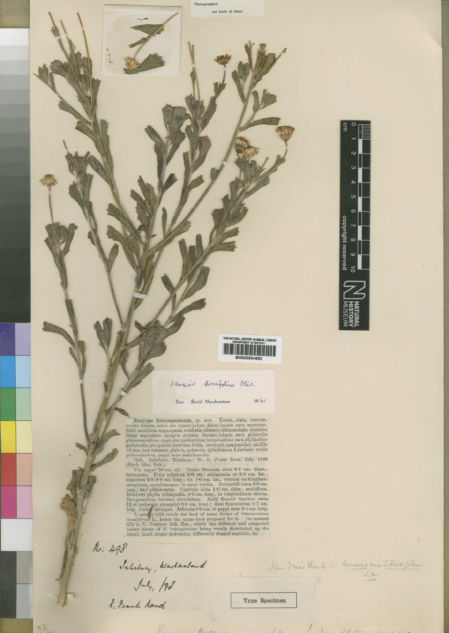 To NHMUK collection (Senecio discifolius Oliv.; Type; NHMUK:ecatalogue:4529661)