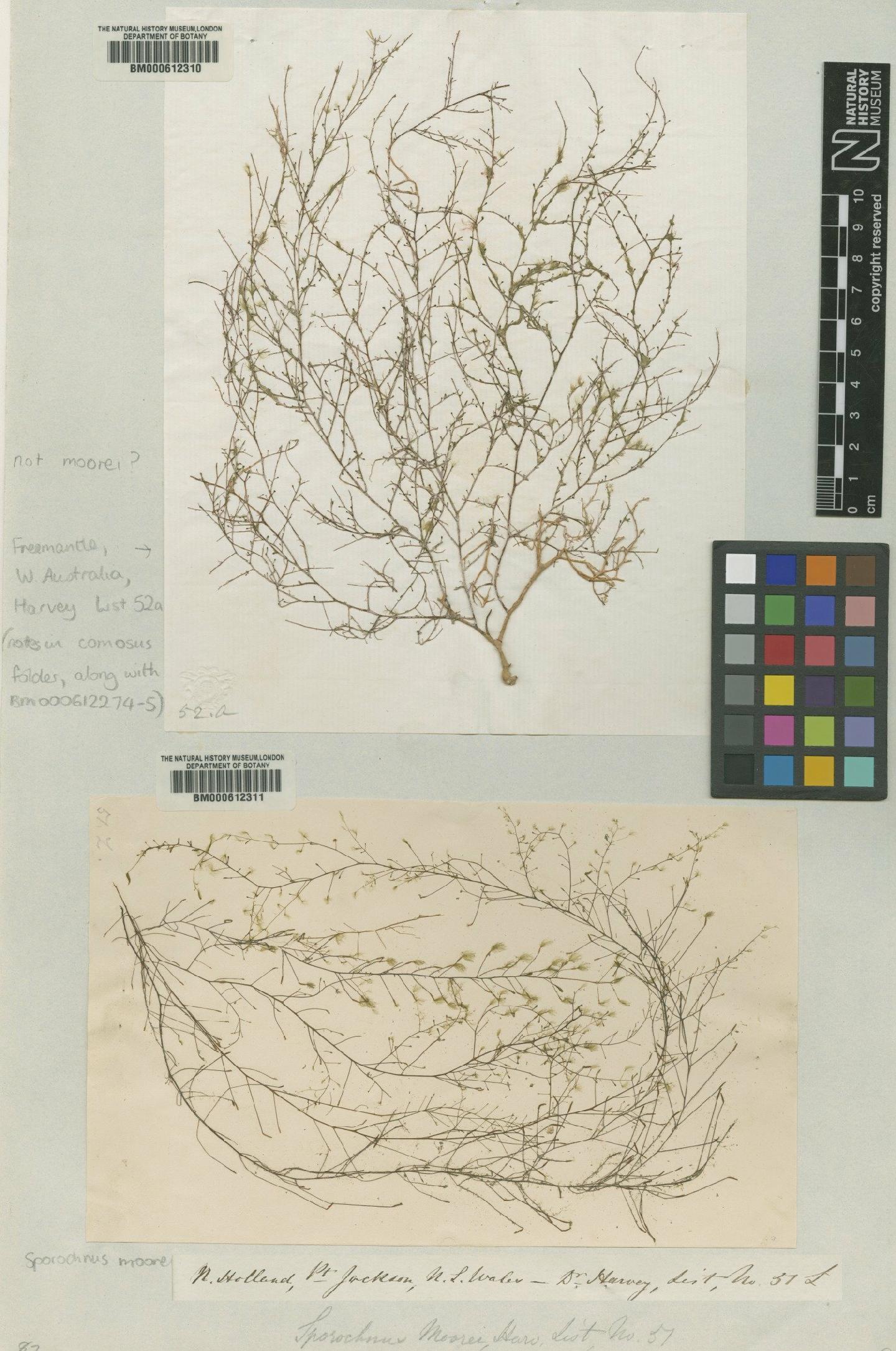 To NHMUK collection (Sporochnus moorei Harv.; NHMUK:ecatalogue:4724517)