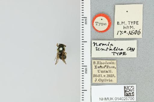 Pseudapis umtalica Cockerell, 1935 - 014025700_839193_1668477-