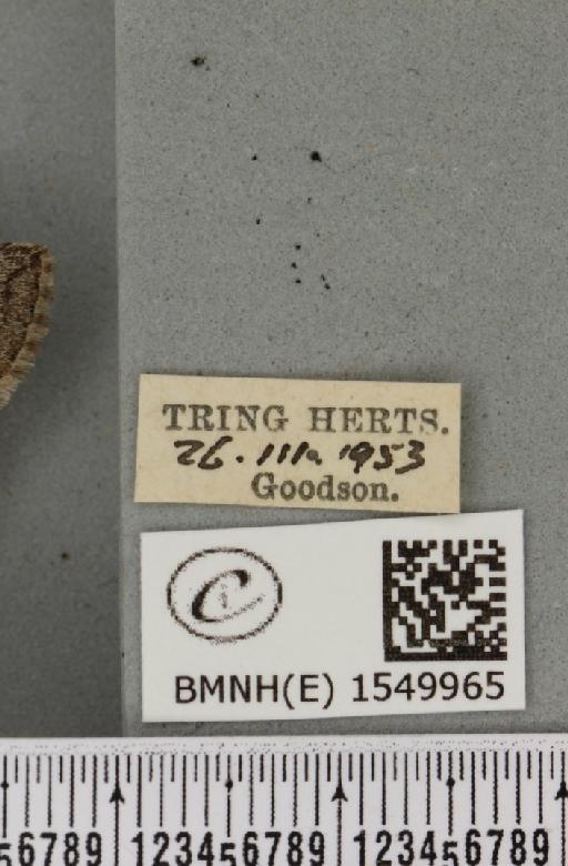 Achlya flavicornis galbanus Tutt, 1891 - BMNHE_1549965_label_239687