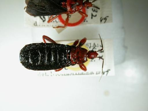 Maraenaspis vorax Miller, N.C.E., 1950 - Hemiptera: Maraenaspis vorax Pt Apterous