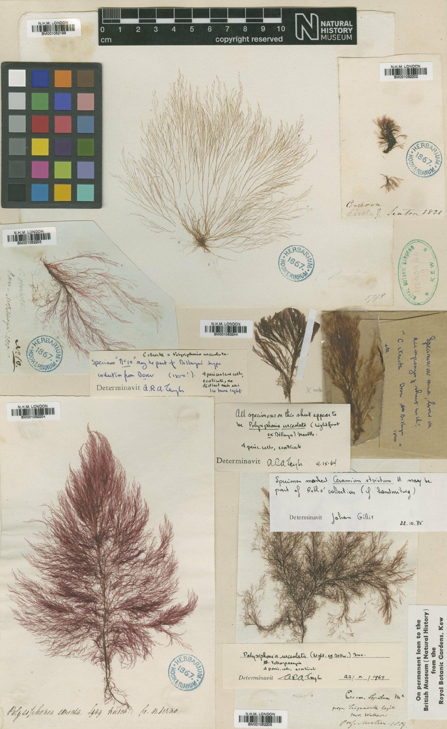 To NHMUK collection (Polysiphonia urceolata (Lightf. ex Dillwyn) Grev.; NHMUK:ecatalogue:2305074)