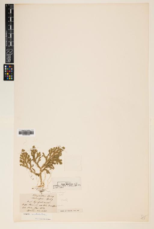 Selaginella revoluta Baker - 000936558