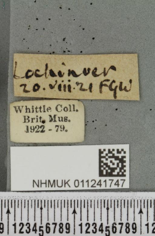 Antitype chi (Linnaeus, 1758) - NHMUK_011241747_label_642854