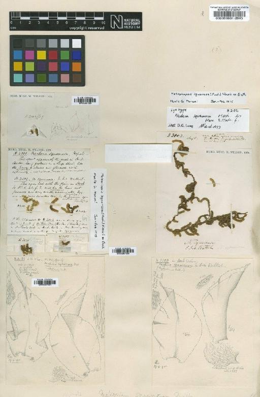 Meteoriopsis squarrosa (Hook. ex Harv.) M.Fleisch. in Broth. - BM000555651_a