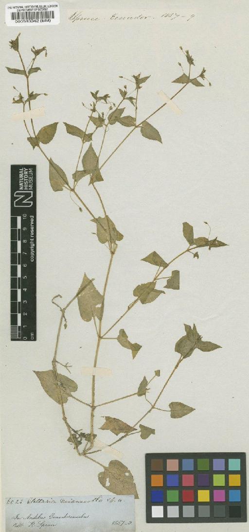 Stellaria micrantha Spruce - BM000583342