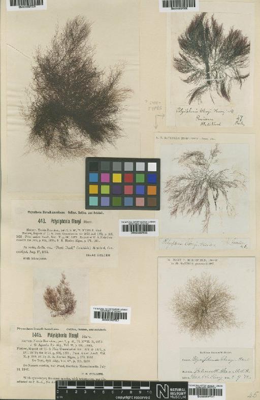 Polysiphonia harveyi J.W.Bailey - BM000937006