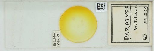 Pseudococcus barleriae Hall, 1939 - 013543055_117343_1101549_157873_Type