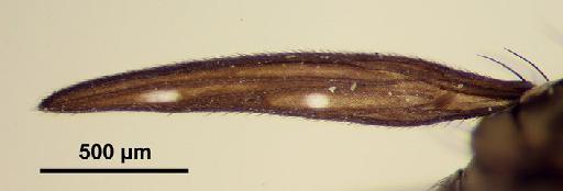 Obstinocephala tali (Jones, 1940) - Obstinocephala_tali-248116-left_wing-63_0x_scale