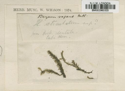 Philonotis vagans (Hook.f. & Wilson) Mitt. - BM000960323