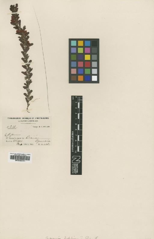 Chamaecrista cordistipula (Mart.) H.S.Irwin & Barneby - BM000952201