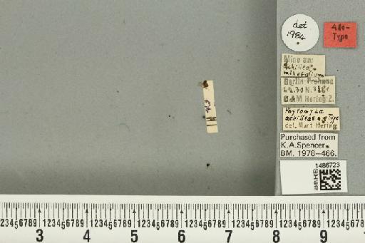 Phytomyza achilleae Hering, 1932 - BMNHE_1486723_a_52978