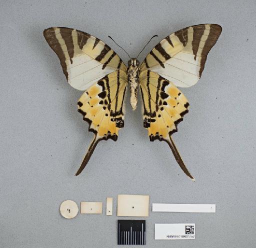 Graphium (Pathysa) antiphates itamputi Butler, 1885 - 010431252_Papilio_anticiphates_itamputi_Butll_NON-TYPE_M_ven