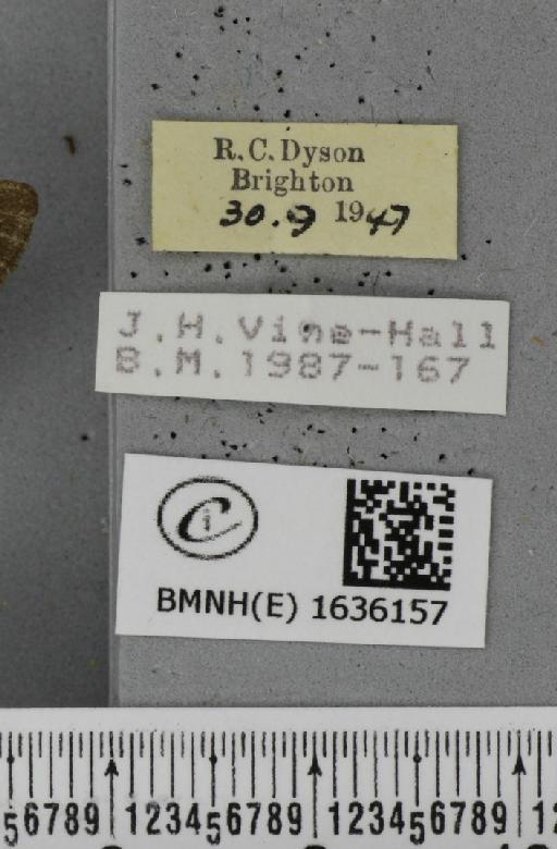 Macroglossum stellatarum (Linnaeus, 1758) - BMNHE_1636157_label_205921