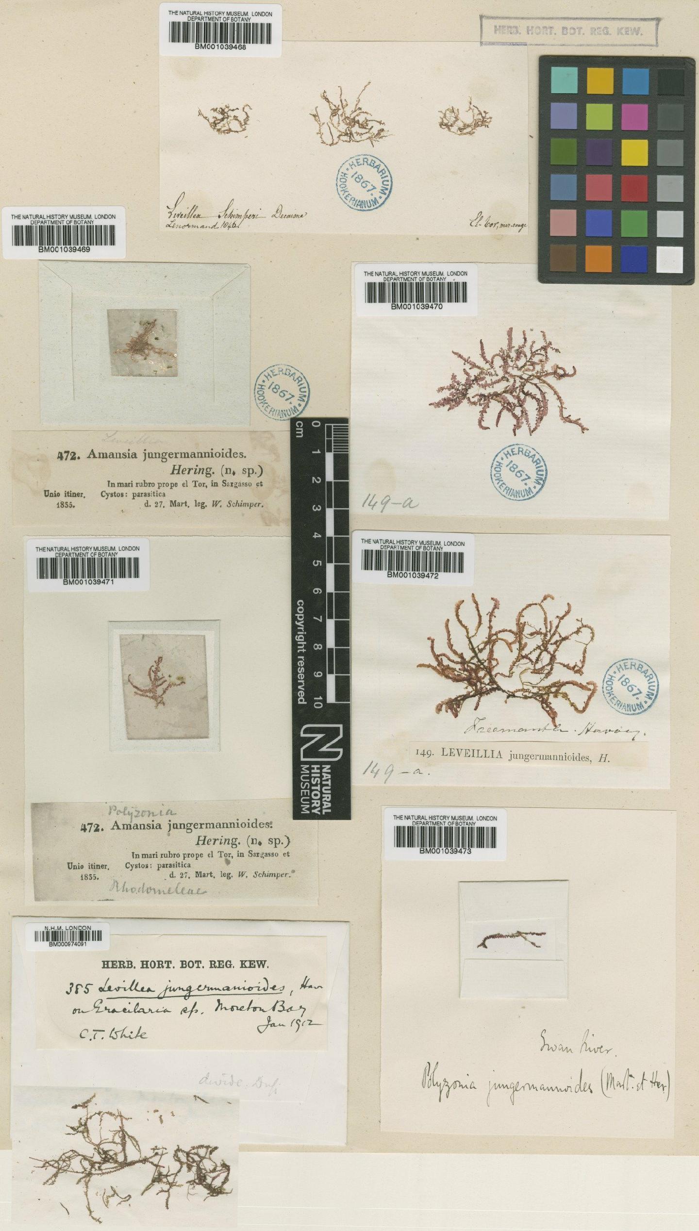 To NHMUK collection (Leveillea jungermannioides (Hering & G.Martens) Harv.; TYPE; NHMUK:ecatalogue:717020)