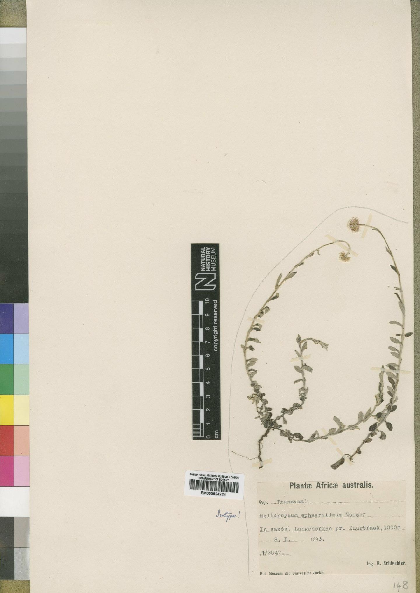 To NHMUK collection (Helichrysum sphaeroideum Moeser; Isotype; NHMUK:ecatalogue:4529252)