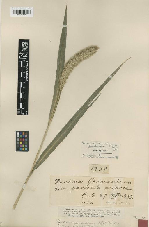 Setaria italica (L.) P.Beauv. - BM001134226