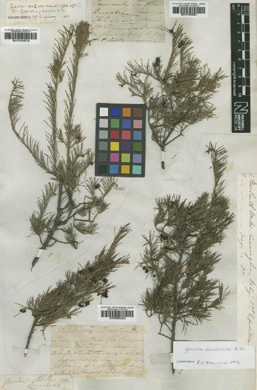 Grevillea divaricata R.Br. - BM000939221