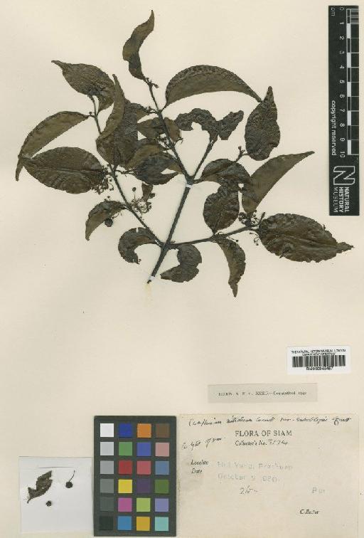 Canthium nitidum var. suboblique Craib - BM000945457