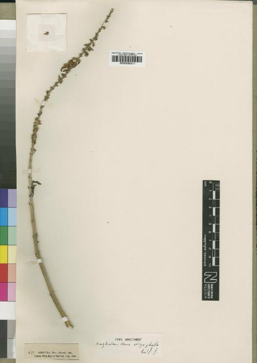 Angkalanthus oligophyllus Balf - BM000931211