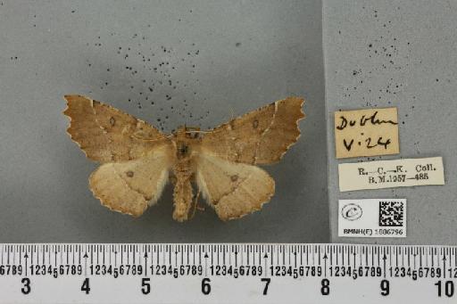 Odontopera bidentata ab. fusca Lempke, 1915 - BMNHE_1886796_451779