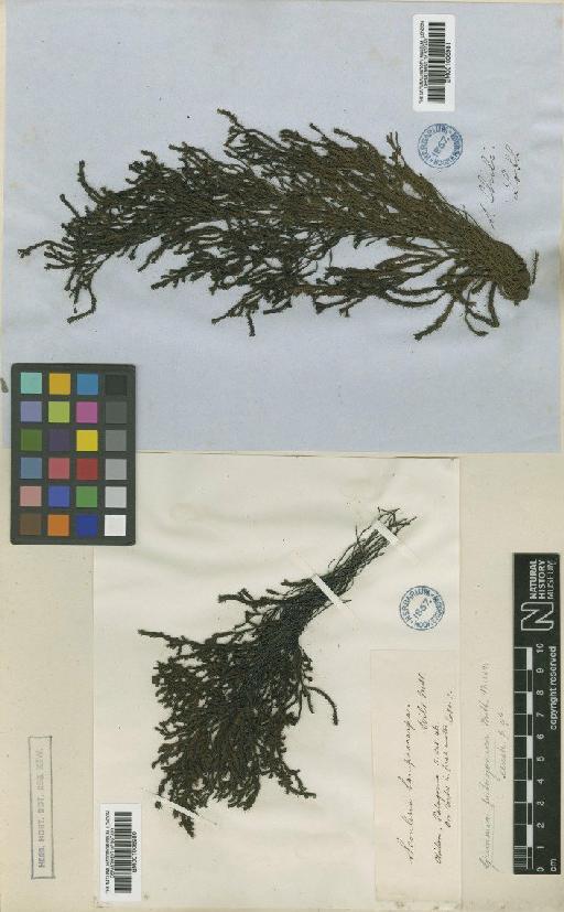 Scouleria patagonica (Mitt.) A.Jaeger - BM001006980_a