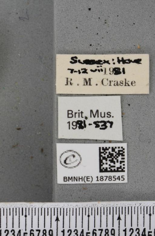 Abraxas grossulariata (Linnaeus, 1758) - BMNHE_1878545_label_437585