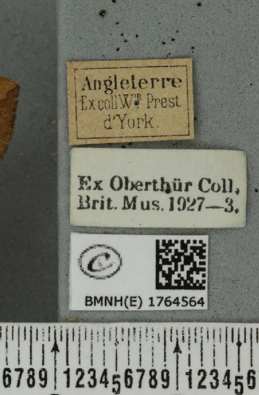 Eulithis populata (Linnaeus, 1758) - BMNHE_1764564_label_344477