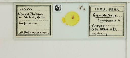 Liothrips fumipennis (Karny, 1913) - 014257337_833434_1608125_161184_Type