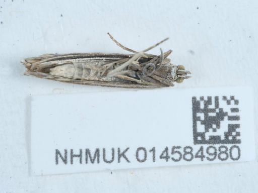 Crambus pascuella (Linnaeus, 1758) - 014584980_1
