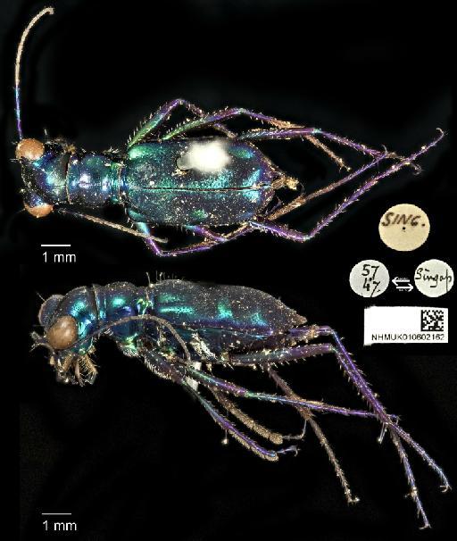 Cylindera (Verticana) versicolor (MacLeay, W. S., 1825) - 010602162_CYLINDERA (VERTICINA)_VERSICOLOR_Non-Type