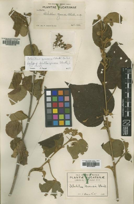Bakeridesia gaumeri (Standl.) Bates - BM000939060
