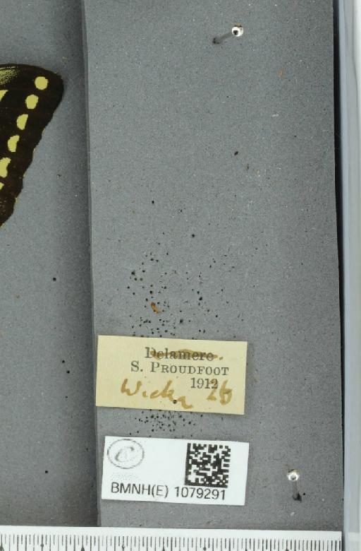 Papilio machaon britannicus ab. conclusa Uffeln, 1923 - BMNHE_1079291_label_64184