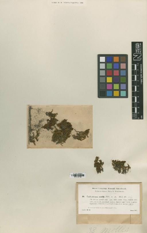 Atrichum crispum var. molle (Holz.) Frye - BM001087426