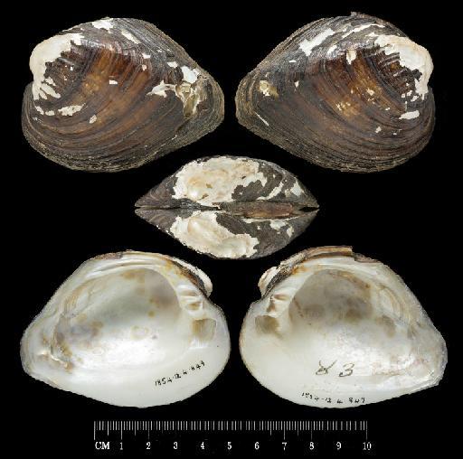 Unio psammoica subterclass Palaeoheterodonta d'Orbigny, 1835 - 1854.12.4.849, LECTOTYPE, Unio psammoica A.D.Orb., 1835