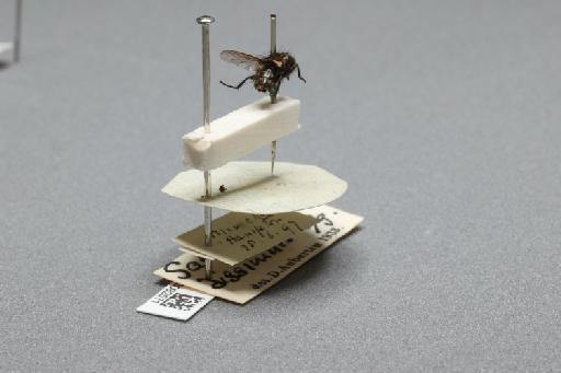 Sarcophaga (Myorhina) villeneuvei Boettcher, 1912 - 015092571_additional_1